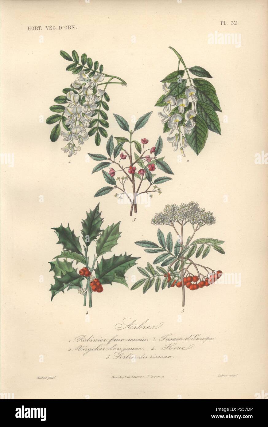 Five shrubs, including white-flowered black locust tree, white-flowered yellowwood tree, pink spindle tree (Euonymus europaeus), holly with scarlet berries, and scarlet rowan tree.. 1) Robinier Faux Acacia 2) Vergilier Bois Jaune 3) Fusain d'Europe 4) Houx 5) Sorbier Des Oiseaux . . Handcolored lithograph by Edouard Maubert for Herincq's 'Le Regne Vegetal' (1865). Stock Photo