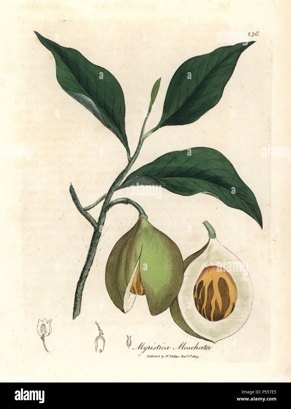 leaves and branches with nutmeg seed kernel and mace aril nutmeg and mace tree myristica moschata myristica fragrans handcolored copperplate engraving from a botanical illustration by james sowerby from william woodville and