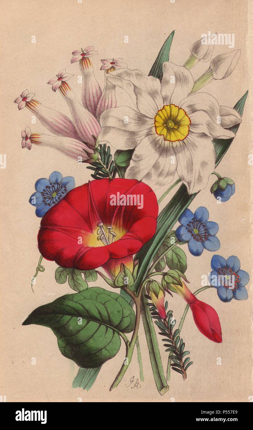 Hepatica, poet's narcissus, scarlet ipomoea, anemone japonica and erica. Lithograph designed and coloured by James Andrews from Robert Tyas' 'Flowers from Foreign Lands,' London, 1853, Houlston and Stoneman. Little is known about the artist James Andrews (18011876) apart from his work. This gifted artist taught flower-painting to young ladies and published a treatise Lessons in Flower Painting in 1835. Blunt calls him 'an illustrator of sentimental flower books,' but admits that he was 'very talented.' His signature JA can be found in many botanical gift books for publisher Robert Tyas from T Stock Photo