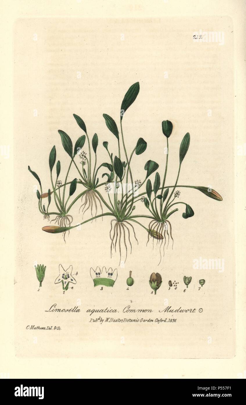 Common mudwort, Limosella aquatica. Handcoloured copperplate drawn and engraved by Charles Mathews from William Baxter's 'British Phaenogamous Botany' 1836. Scotsman William Baxter (1788-1871) was the curator of the Oxford Botanic Garden from 1813 to 1854. Stock Photo