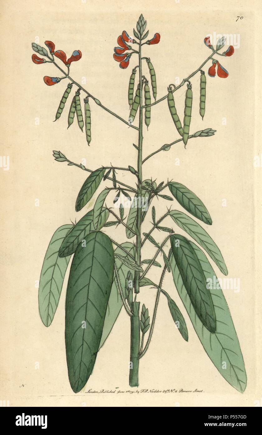 Telegraph plant or Semaphore plant. Codariocalyx motorius (Hedysarum gyrans). Illustration signed N (Frederick Nodder).. Handcolored copperplate engraving from George Shaw and Frederick Nodder's 'The Naturalist's Miscellany' 1790.. . Frederick Polydore Nodder (17511801?) was a gifted natural history artist and engraver. Nodder honed his draftsmanship working on Captain Cook and Joseph Banks' Florilegium and engraving Sydney Parkinson's sketches of Australian plants. He was made 'botanic painter to her majesty' Queen Charlotte in 1785. Nodder also drew the botanical studies in Thomas Martyn's  Stock Photo
