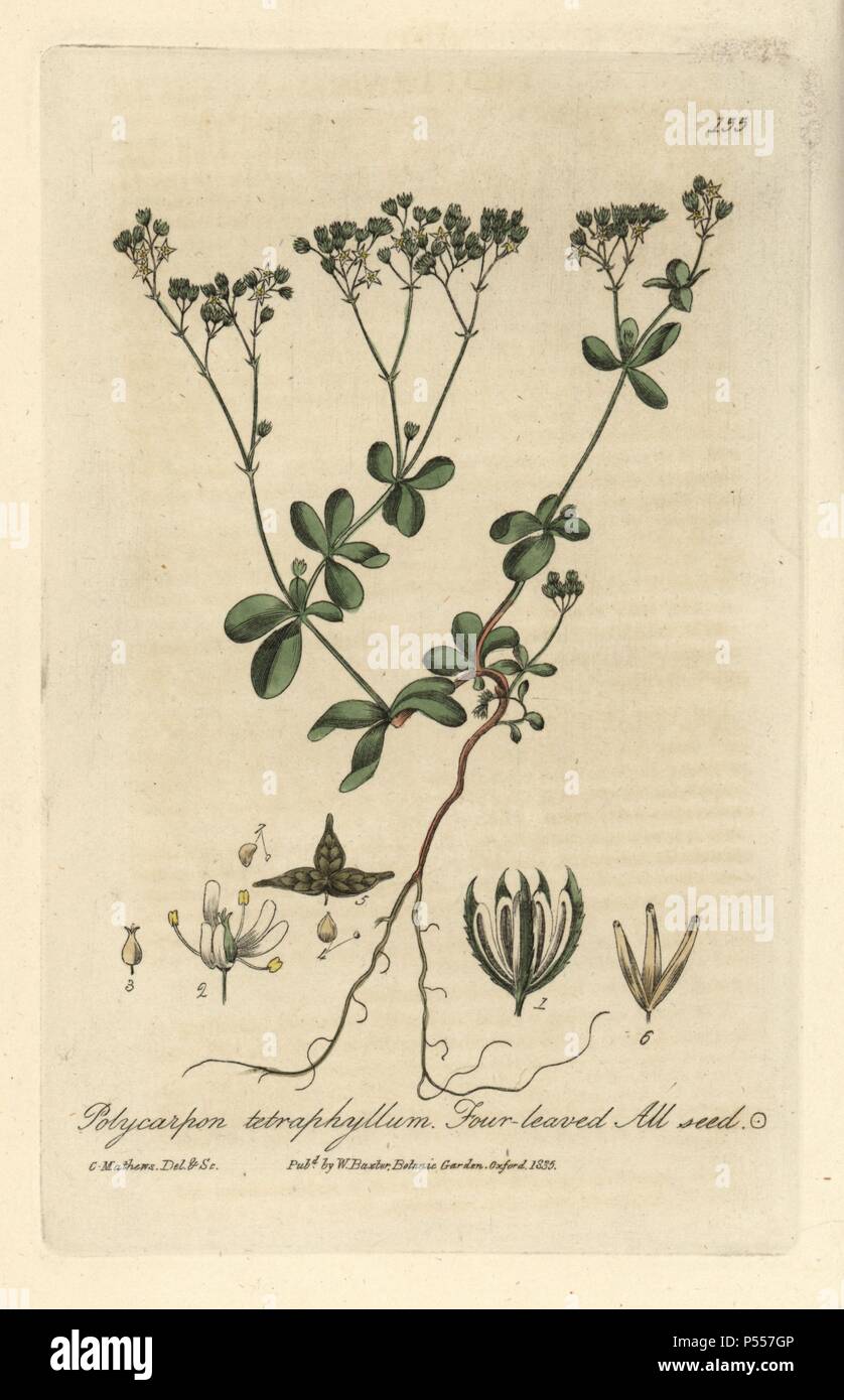 Four leaved all-seed, Polycarpon tetraphyllum. Handcoloured copperplate drawn and engraved by Charles Mathews from William Baxter's 'British Phaenogamous Botany' 1835. Scotsman William Baxter (1788-1871) was the curator of the Oxford Botanic Garden from 1813 to 1854. Stock Photo