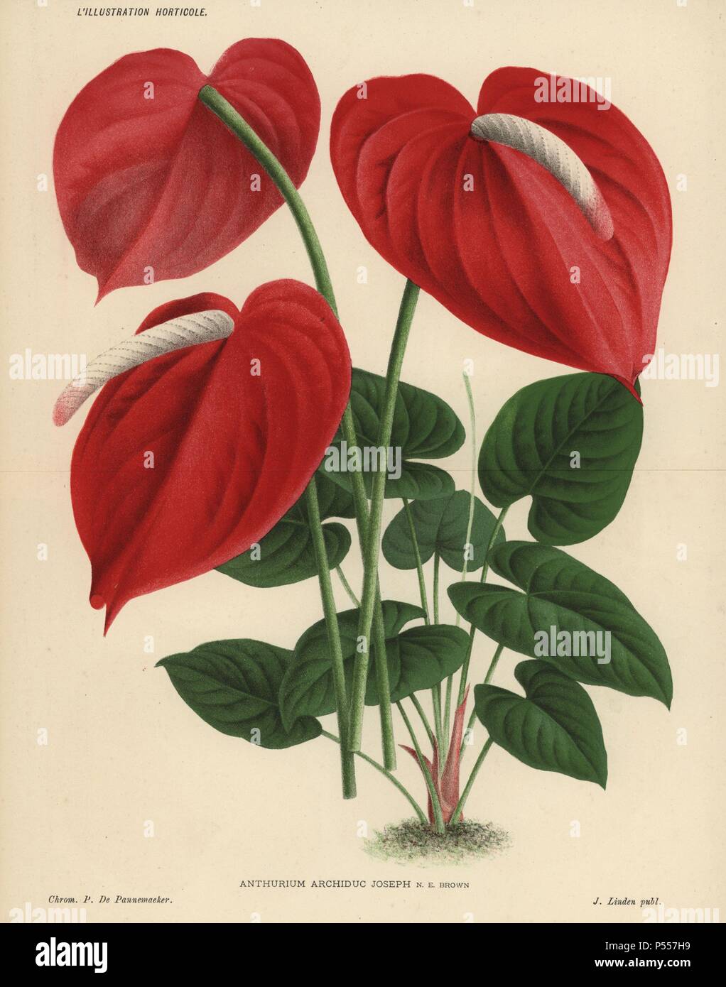 Scarlet flamingo flower or anthurium lily. Anthurium Archiduc Joseph N. E. Brown. Chromolithograph drawn by P. de Pannemaeker, for Jean Linden's 'L'Illustration Horticole' published in Ghent in 1886. Jean Linden (1817-1898) was a Belgian explorer, horticulturist, scientist and publisher of botanical books. Stock Photo