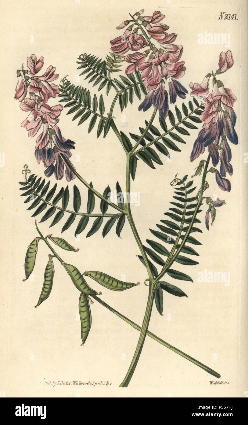 Fine-leaved vetch, Vicia tenuifolia. Handcoloured copperplate engraving ...