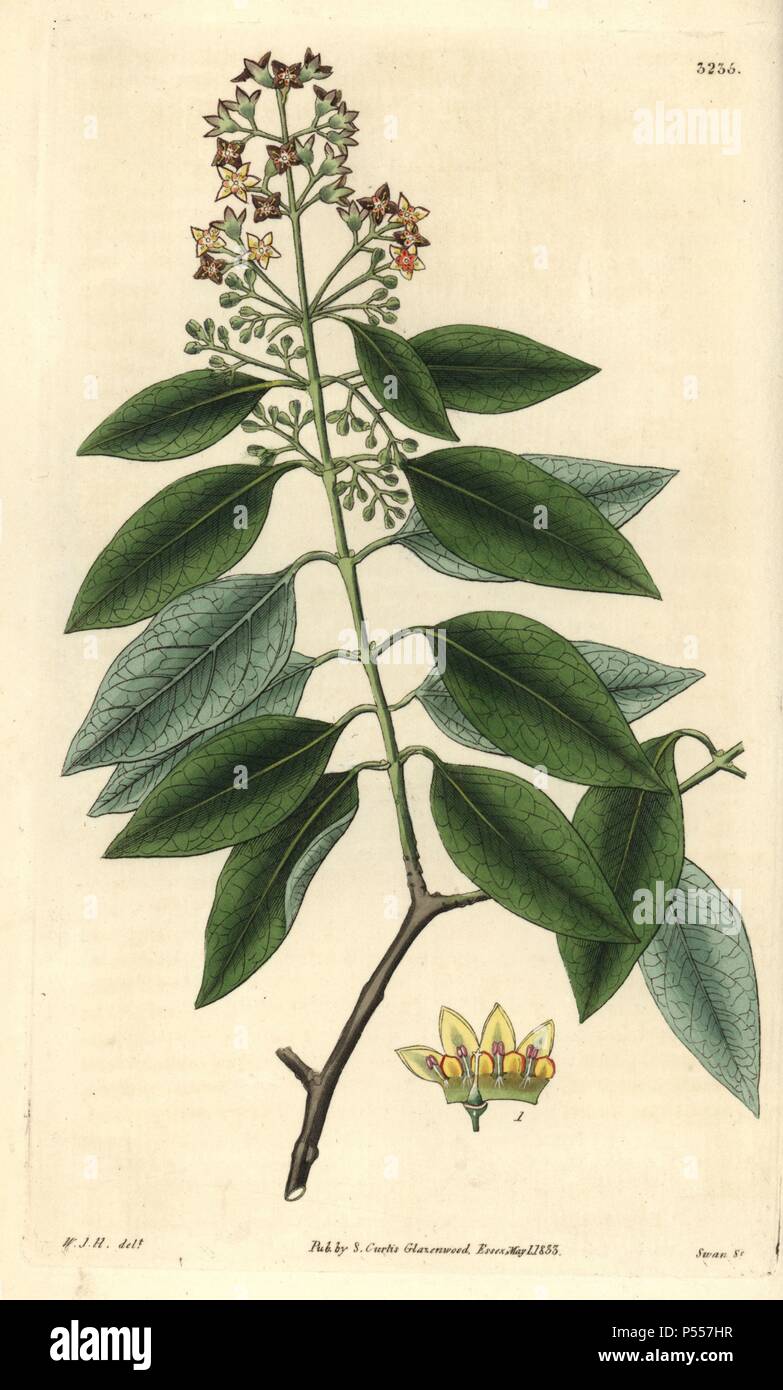 Sandalwood, Santalum album. Vulnerable. Illustration drawn by William Jackson Hooker, engraved by Swan. Handcolored copperplate engraving from William Curtis's 'The Botanical Magazine,' Samuel Curtis, 1833. Hooker (1785-1865) was an English botanist, writer and artist. He was Regius Professor of Botany at Glasgow University, and editor of Curtis' 'Botanical Magazine' from 1827 to 1865. In 1841, he was appointed director of the Royal Botanic Gardens at Kew, and was succeeded by his son Joseph Dalton. Hooker documented the fern and orchid crazes that shook England in the mid-19th century in book Stock Photo