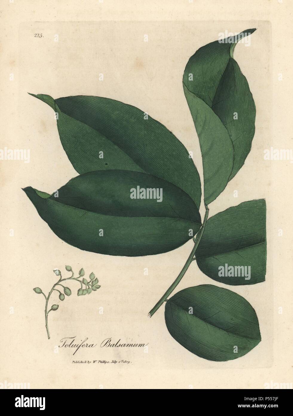 Balsam of Tolu tree, Myroxylon toluifera balsamum. Handcoloured copperplate engraving from a botanical illustration by James Sowerby from William Woodville and Sir William Jackson Hooker's 'Medical Botany,' John Bohn, London, 1832. The tireless Sowerby (1757-1822) drew over 2, 500 plants for Smith's mammoth 'English Botany' (1790-1814) and 440 mushrooms for 'Coloured Figures of English Fungi ' (1797) among many other works. Stock Photo