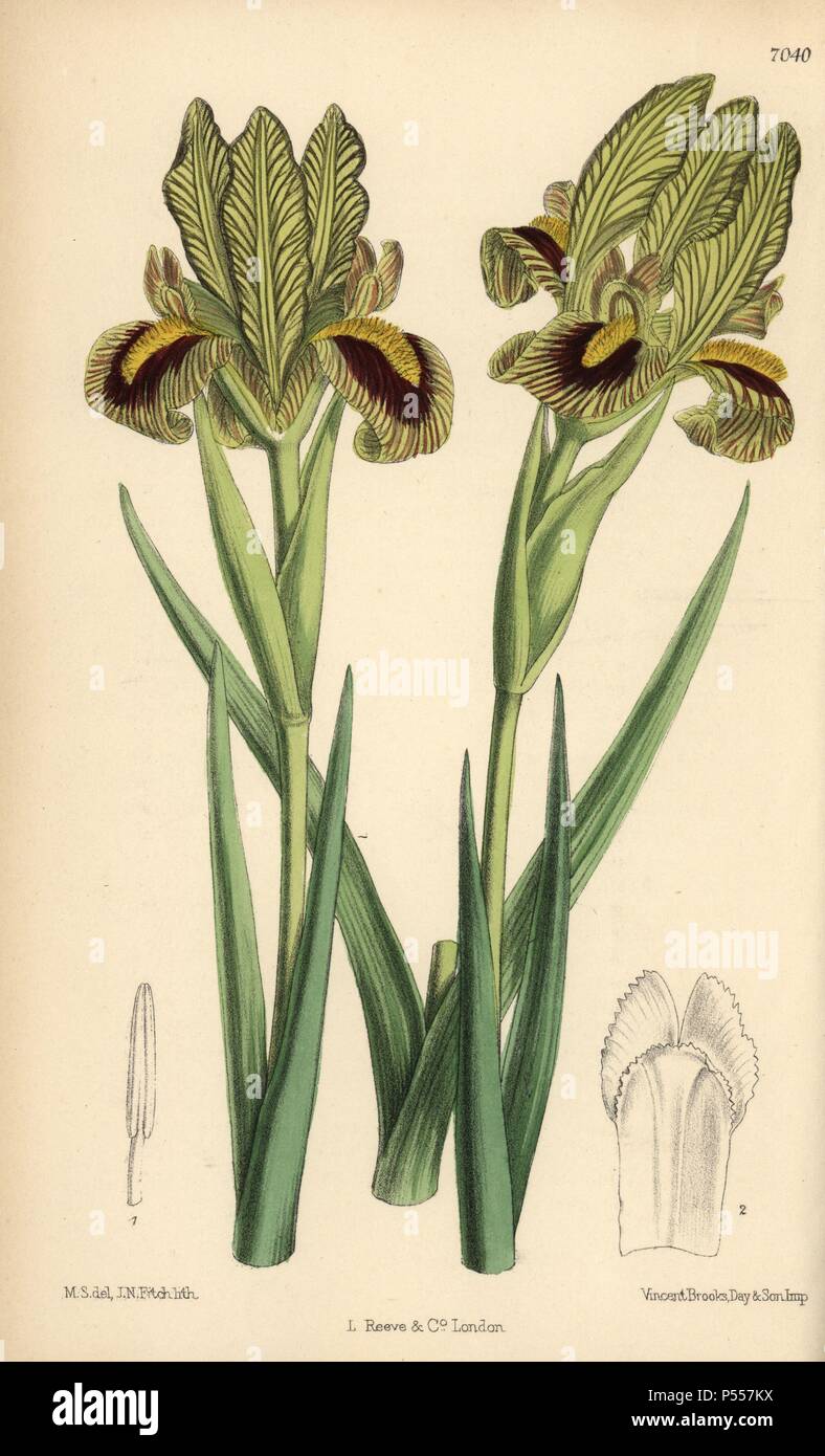 Iris meda, native of Persia. Hand-coloured botanical illustration drawn by Matilda Smith and lithographed by J.N. Fitch from Joseph Dalton Hooker's 'Curtis's Botanical Magazine,' 1889, L. Reeve & Co. A second-cousin and pupil of Sir Joseph Dalton Hooker, Matilda Smith (1854-1926) was the main artist for the Botanical Magazine from 1887 until 1920 and contributed 2,300 illustrations. Stock Photo