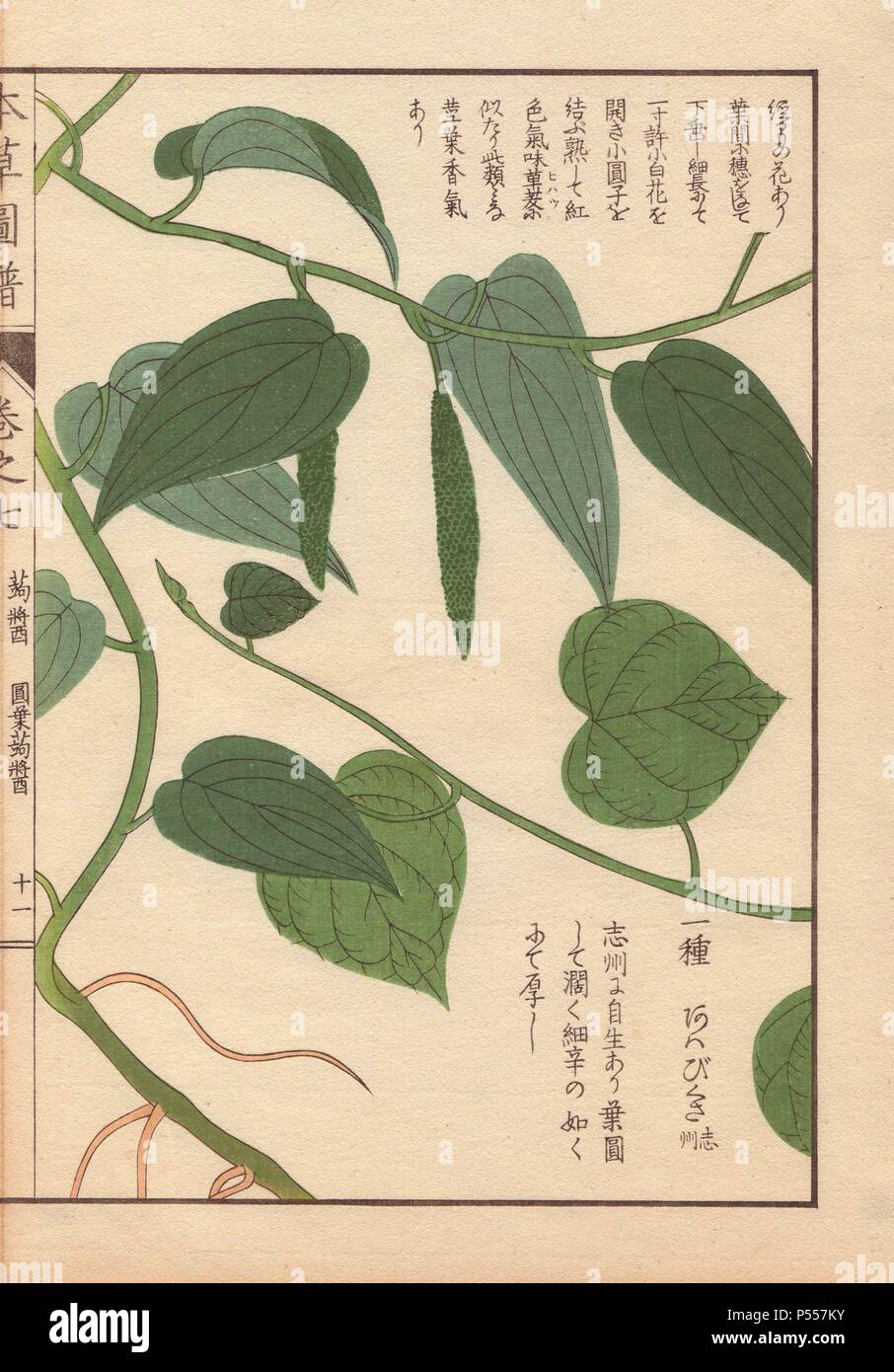 Leaves and stems of Japanese pepper, Piper futo-kadzura Sieb. . Colour-printed woodblock engraving by Kan'en Iwasaki from 'Honzo Zufu,' an Illustrated Guide to Medicinal Plants, 1884. Iwasaki (1786-1842) was a Japanese botanist, entomologist and zoologist. He was one of the first Japanese botanists to incorporate western knowledge into his studies. Stock Photo