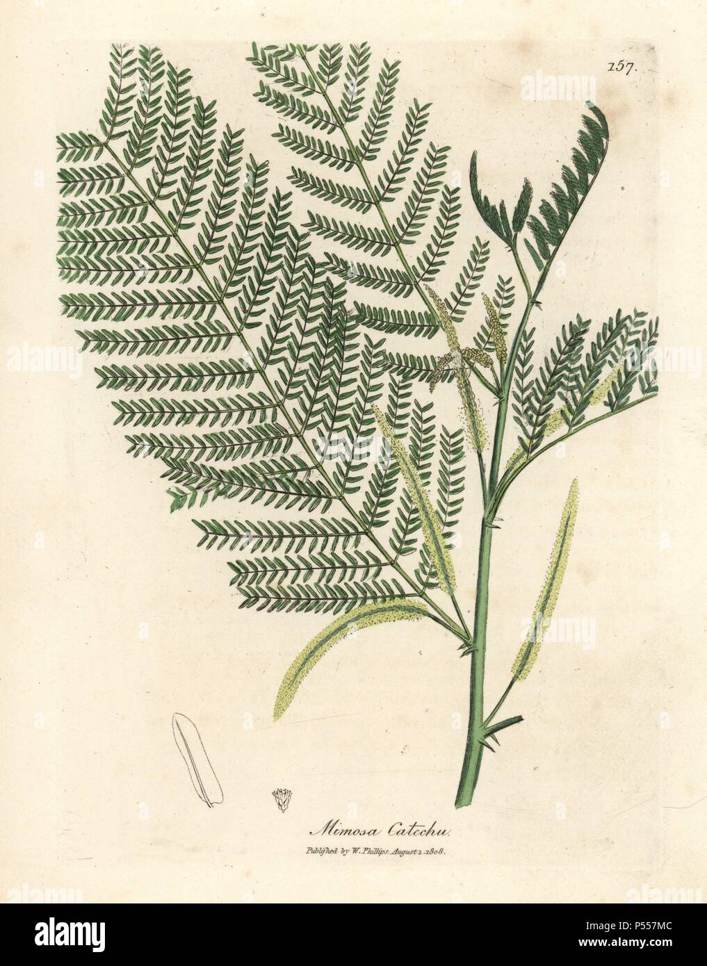 Catechu, Acacia catechu. Handcoloured copperplate engraving from a botanical illustration by James Sowerby from William Woodville and Sir William Jackson Hooker's 'Medical Botany,' John Bohn, London, 1832. The tireless Sowerby (1757-1822) drew over 2, 500 plants for Smith's mammoth 'English Botany' (1790-1814) and 440 mushrooms for 'Coloured Figures of English Fungi ' (1797) among many other works. Stock Photo