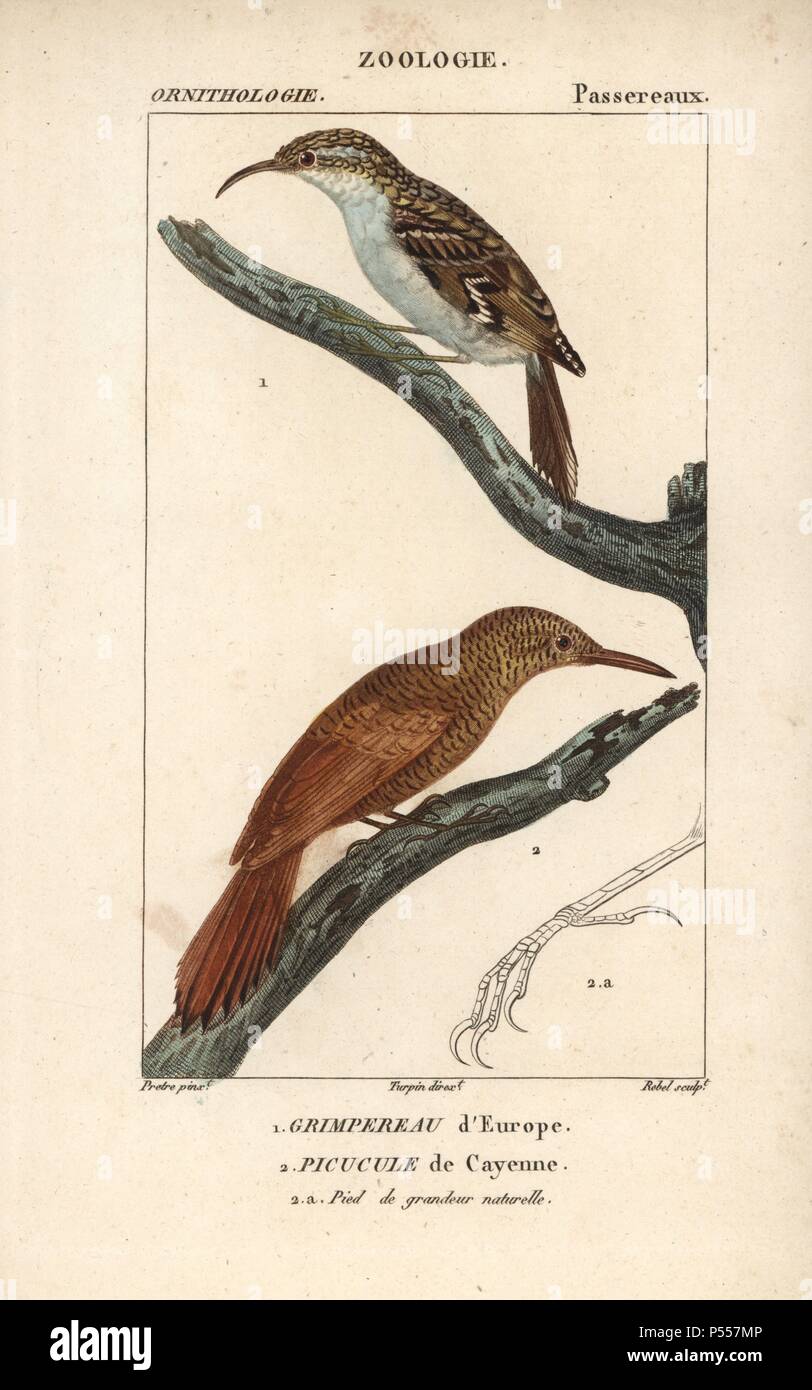 Eurasian treecreeper, Certhia familiaris, and Amazonian barred woodcreeper, Dendrocolaptes certhia. Handcoloured copperplate stipple engraving from Dumont de Sainte-Croix's "Dictionary of Natural Science: Ornithology," Paris, France, 1816-1830. Illustration by J. G. Pretre, engraved by Boure, directed by Pierre Jean-Francois Turpin, and published by F.G. Levrault. Jean Gabriel Pretre (1780~1845) was painter of natural history at Empress Josephine's zoo and later became artist to the Museum of Natural History. Turpin (1775-1840) is considered one of the greatest French botanical illustrators of Stock Photo