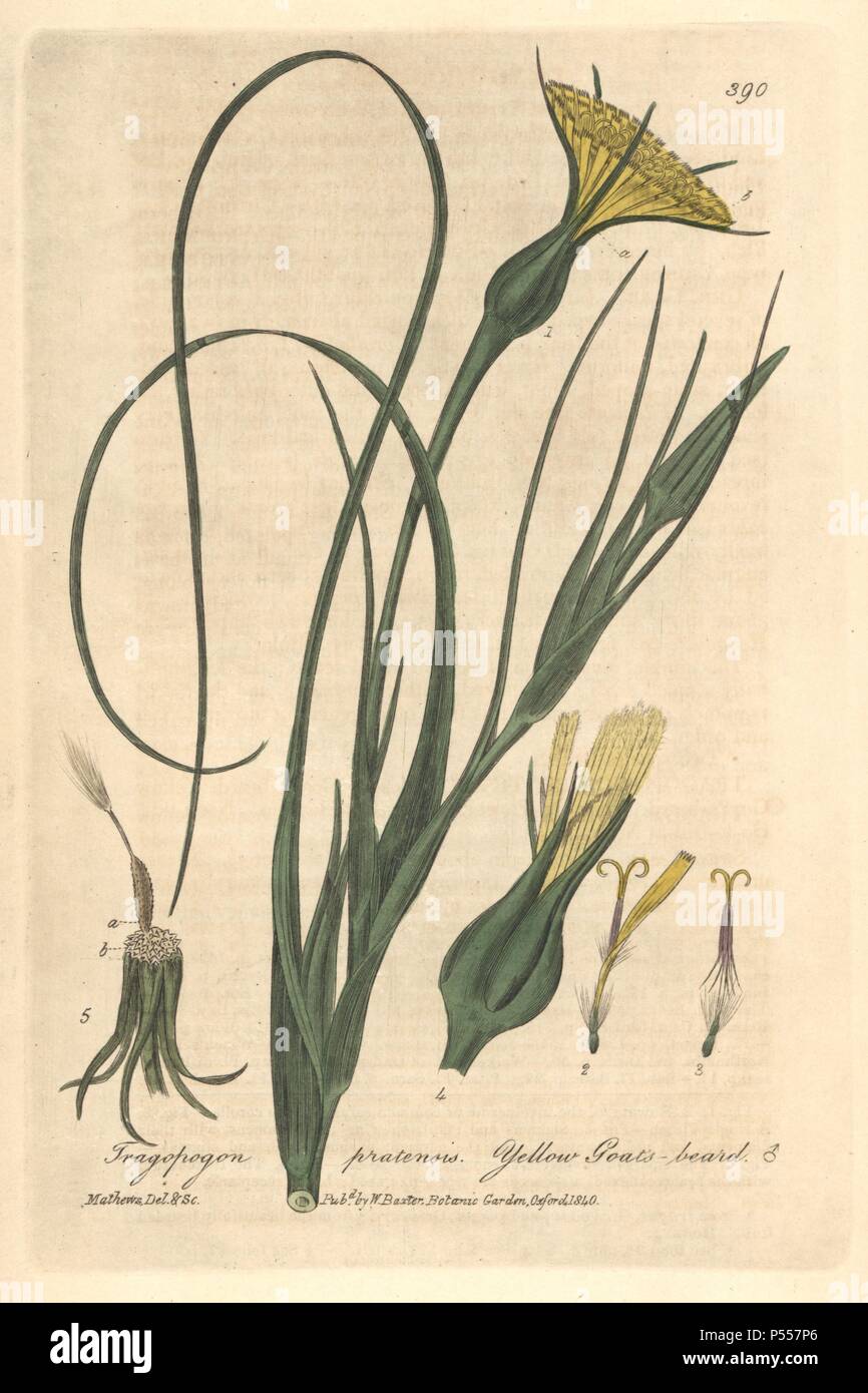 Yellow goat's beard, Tragopogon pratensis. Handcoloured copperplate drawn and engraved by Charles Mathews from William Baxter's 'British Phaenogamous Botany,' Oxford, 1840. Scotsman William Baxter (1788-1871) was the curator of the Oxford Botanic Garden from 1813 to 1854. Stock Photo