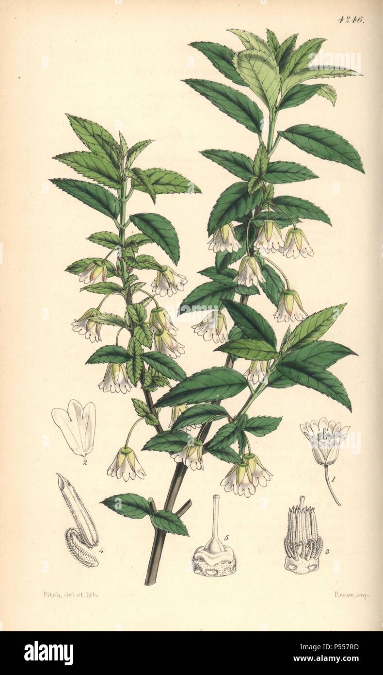 Jointed-pedicelled friesia, Friesia peduncularis. Hand-coloured botanical illustration drawn and lithographed by Walter Hood Fitch for Sir William Jackson Hooker's 'Curtis's Botanical Magazine,' London, Reeve Brothers, 1846. Fitch (18171892) was a tireless Scottish artist who drew over 2,700 lithographs for the 'Botanical Magazine' starting from 1834. Stock Photo