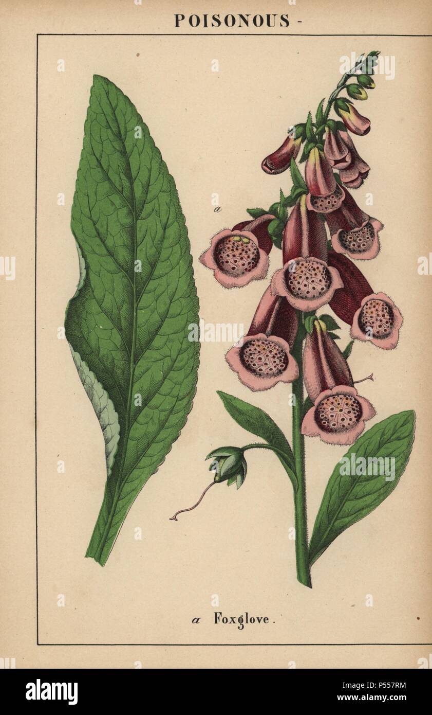 Purple foxglove. . Chromolithograph from 'The Instructive Picturebook, or Lessons from the Vegetable World,' [Charlotte Mary Yonge], Edinburgh, 1858. Stock Photo