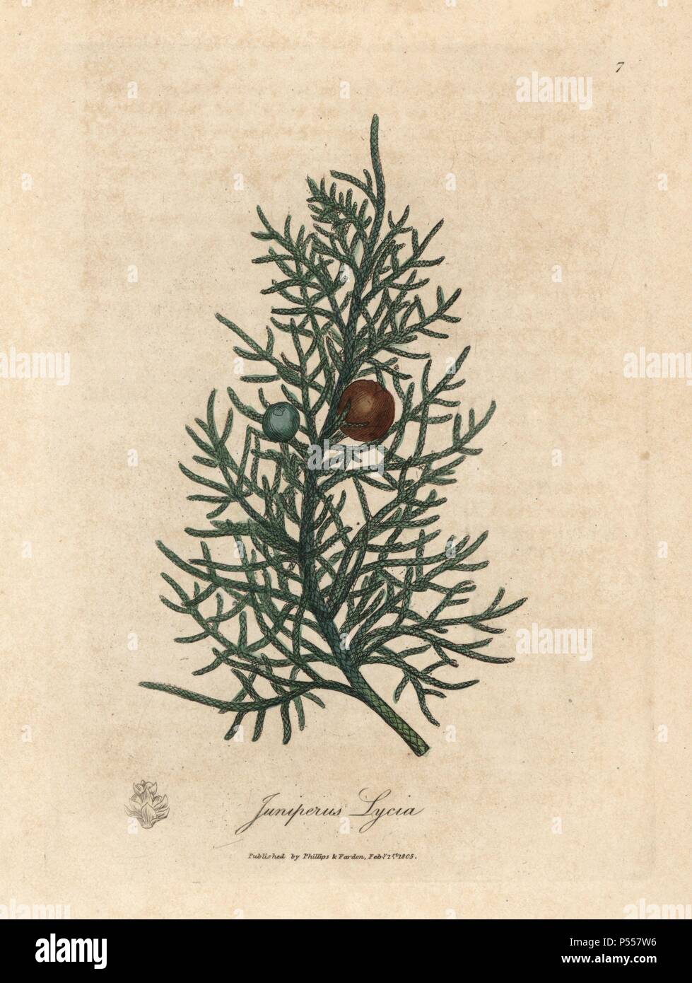 The juniper tree english edition