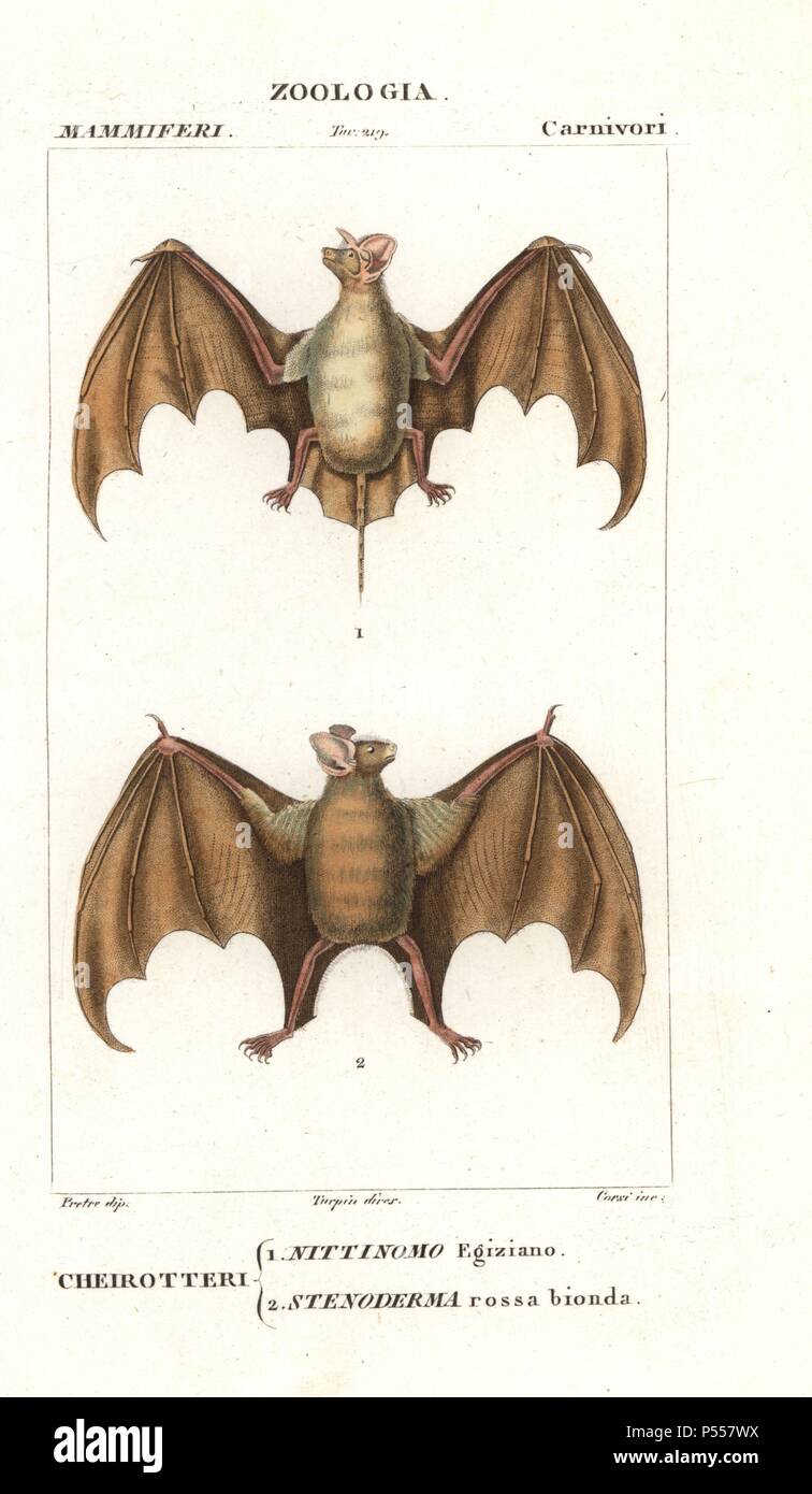 Egyptian free-tailed bat, Tadarida aegyptiaca, and red fruit bat or red fig-eating bat, Stenoderma rufum. Handcoloured copperplate stipple engraving from Antoine Jussieu's 'Dictionary of Natural Science,' Florence, Italy, 1837. Illustration by J. G. Pretre, engraved by Corsi, directed by Pierre Jean-Francois Turpin, and published by Batelli e Figli. Jean Gabriel Pretre (17801845) was painter of natural history at Empress Josephine's zoo and later became artist to the Museum of Natural History. Turpin (1775-1840) is considered one of the greatest French botanical illustrators of the 19th centu Stock Photo