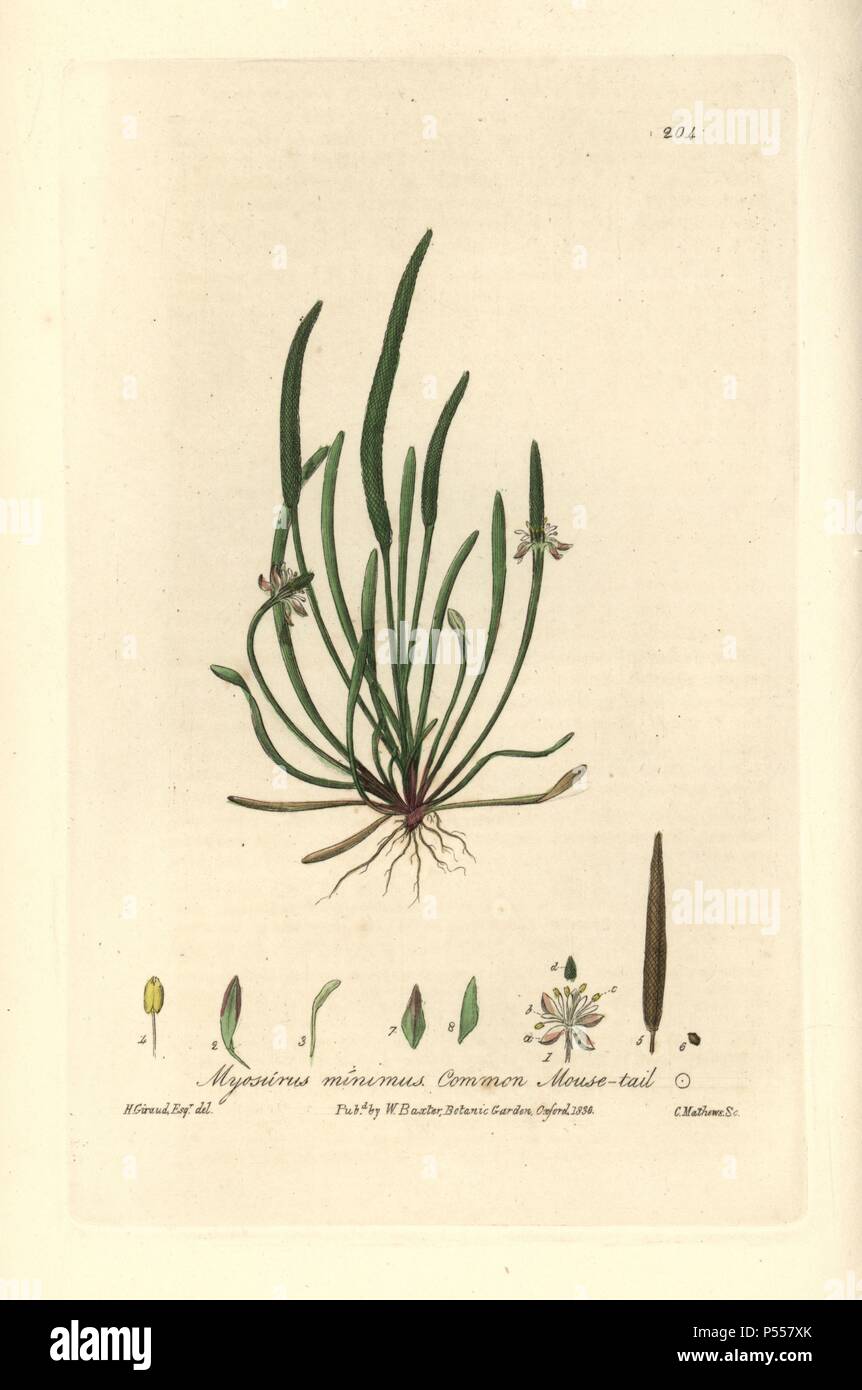 Common or tiny mousetail, Myosurus minimus. Handcoloured copperplate engraving by Charles Mathews from a drawing by H. Giraud from William Baxter's 'British Phaenogamous Botany' 1836. Scotsman William Baxter (1788-1871) was the curator of the Oxford Botanic Garden from 1813 to 1854. Stock Photo