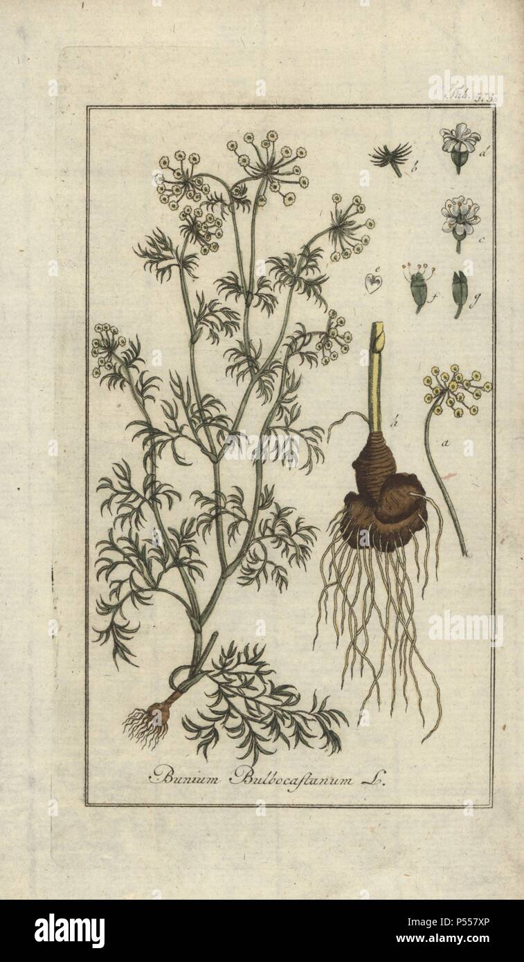 Great pignut, Bunium bulbocastanum. Handcoloured copperplate botanical engraving from Johannes Zorn's 'Afbeelding der Artseny-Gewassen,' Jan Christiaan Sepp, Amsterdam, 1796. Zorn first published his illustrated medical botany in Nurnberg in 1780 with 500 plates, and a Dutch edition followed in 1796 published by J.C. Sepp with an additional 100 plates. Zorn (1739-1799) was a German pharmacist and botanist who collected medical plants from all over Europe for his 'Icones plantarum medicinalium' for apothecaries and doctors. Stock Photo