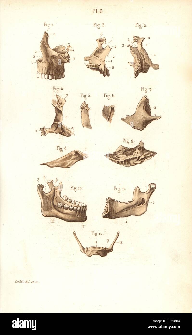 Jaw bones. Handcolored steel engraving by Corbie of a drawing by Corbie from Dr. Joseph Nicolas Masse's 'Petit Atlas complet d'Anatomie descriptive du Corps Humain,' Paris, 1864, published by Mequignon-Marvis. Masse's 'Pocket Anatomy of the Human Body' was first published in 1848 and went through many editions. Stock Photo