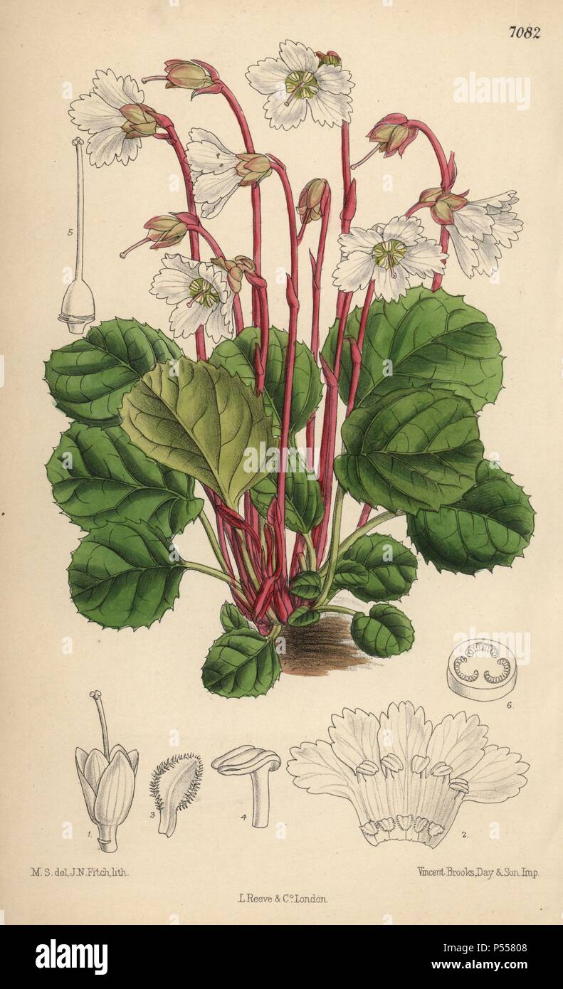 Shortia galacifolia, Oconee bells, native of Carolina. Hand-coloured botanical illustration drawn by Matilda Smith and lithographed by John Nugent Fitch from Joseph Dalton Hooker's 'Curtis's Botanical Magazine,' 1889, L. Reeve & Co. A second-cousin and pupil of Sir Joseph Dalton Hooker, Matilda Smith (1854-1926) was the main artist for the Botanical Magazine from 1887 until 1920 and contributed 2,300 illustrations. Stock Photo