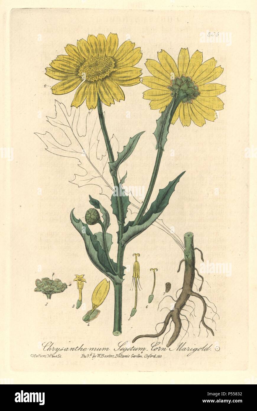 Corn marigold, Chrysanthemum segetum. Handcoloured copperplate drawn and engraved by Charles Mathews from William Baxter's "British Phaenogamous Botany," Oxford, 1838. Scotsman William Baxter (1788-1871) was the curator of the Oxford Botanic Garden from 1813 to 1854. Stock Photo
