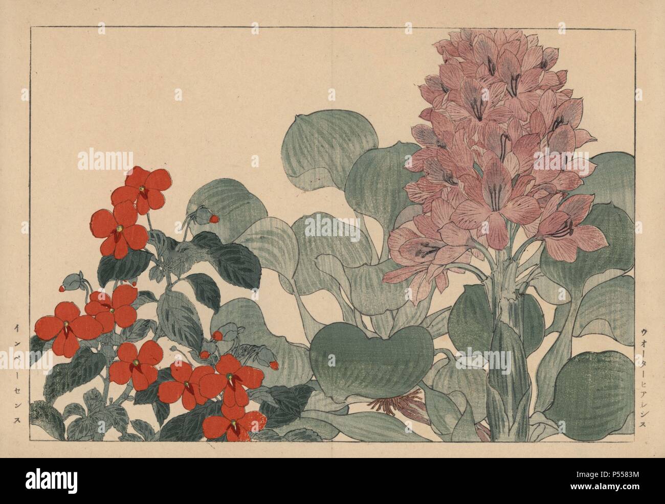 Water hyacinth, Eichhornia crassipes, and busy lizzy, Impatiens walleriana. Handcoloured woodblock print from Konan Tanigami's 'Seiyou Sokazufu' (Pictorial Album of Western Plants and Flowers: Summer), Unsodo, Kyoto, 1917. Tanigami (1879-1928) depicted 125 varieties of garden plants through the four seasons. Stock Photo