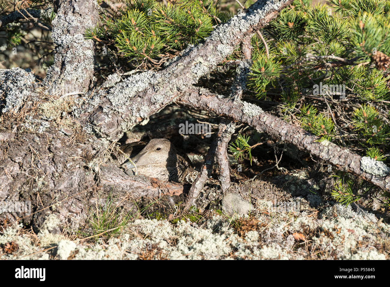 Nesting common eider at Bylandet island, Kirkkonummi, Finland Stock Photo