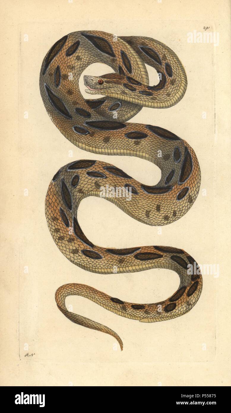 https www alamy com russels viper daboia russelii endangered named for patrick russell author of indian serpents 1796 illustration signed rn richard nodder handcolored copperplate engraving from george shaw and frederick nodders the naturalists miscellany 1796 frederick polydore nodder 17511801 was a gifted natural history artist and engraver nodder honed his draftsmanship working on captain cook and joseph banks florilegium and engraving sydney parkinsons sketches of australian plants he was made botanic painter to her majesty queen charlotte in 1785 nodder also drew the botanical s image209713929 html