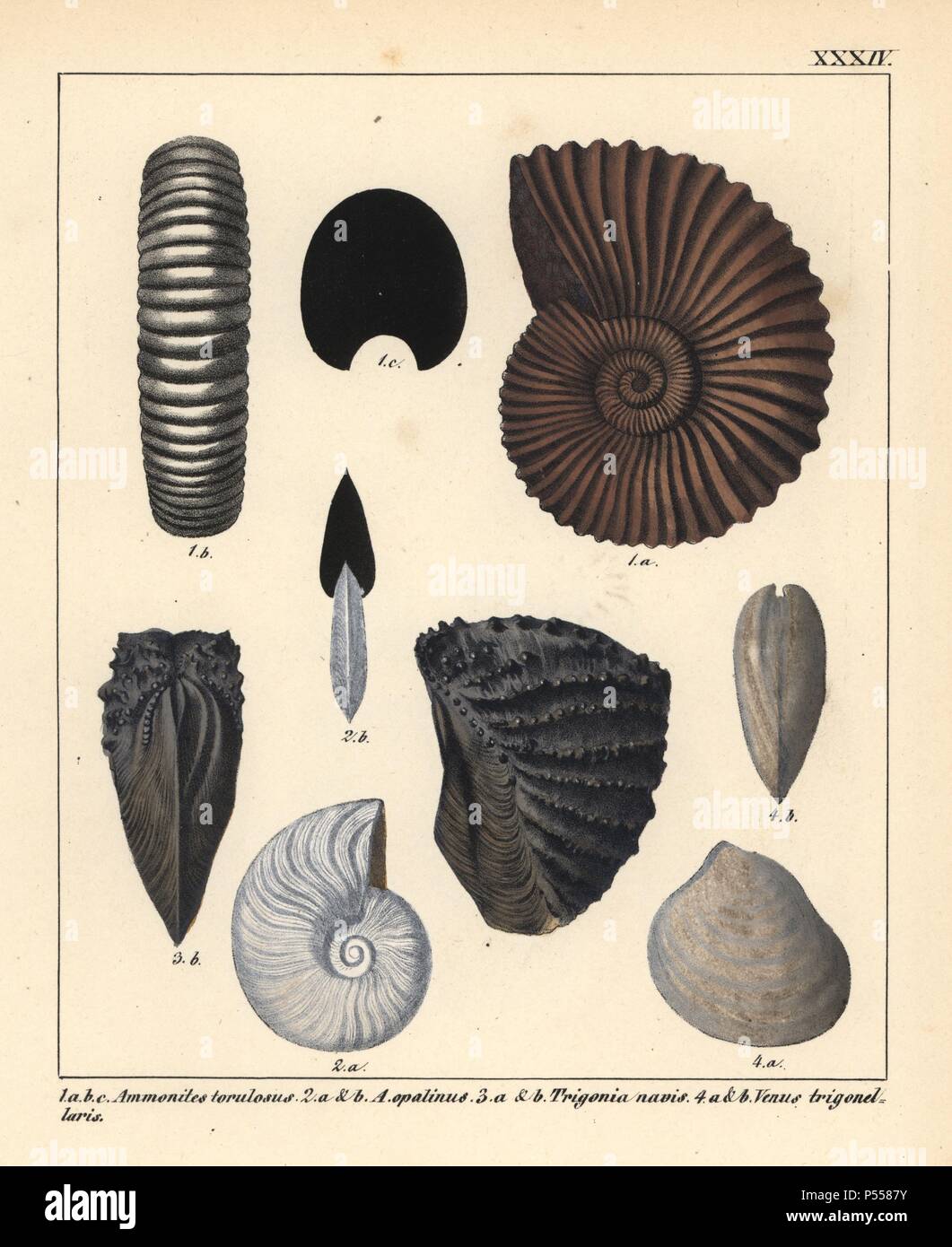 Extinct fossil gastropods: Ammonites torulosus, A. opalinus, Trigonia navis and Venus trigonellaris. Handcoloured lithograph by an unknown artist from Dr. F.A. Schmidt's 'Petrefactenbuch,' published in Stuttgart, Germany, 1855 by Verlag von Krais & Hoffmann. Dr. Schmidt's 'Book of Petrification' introduced fossils and palaeontology to both the specialist and general reader. Stock Photo