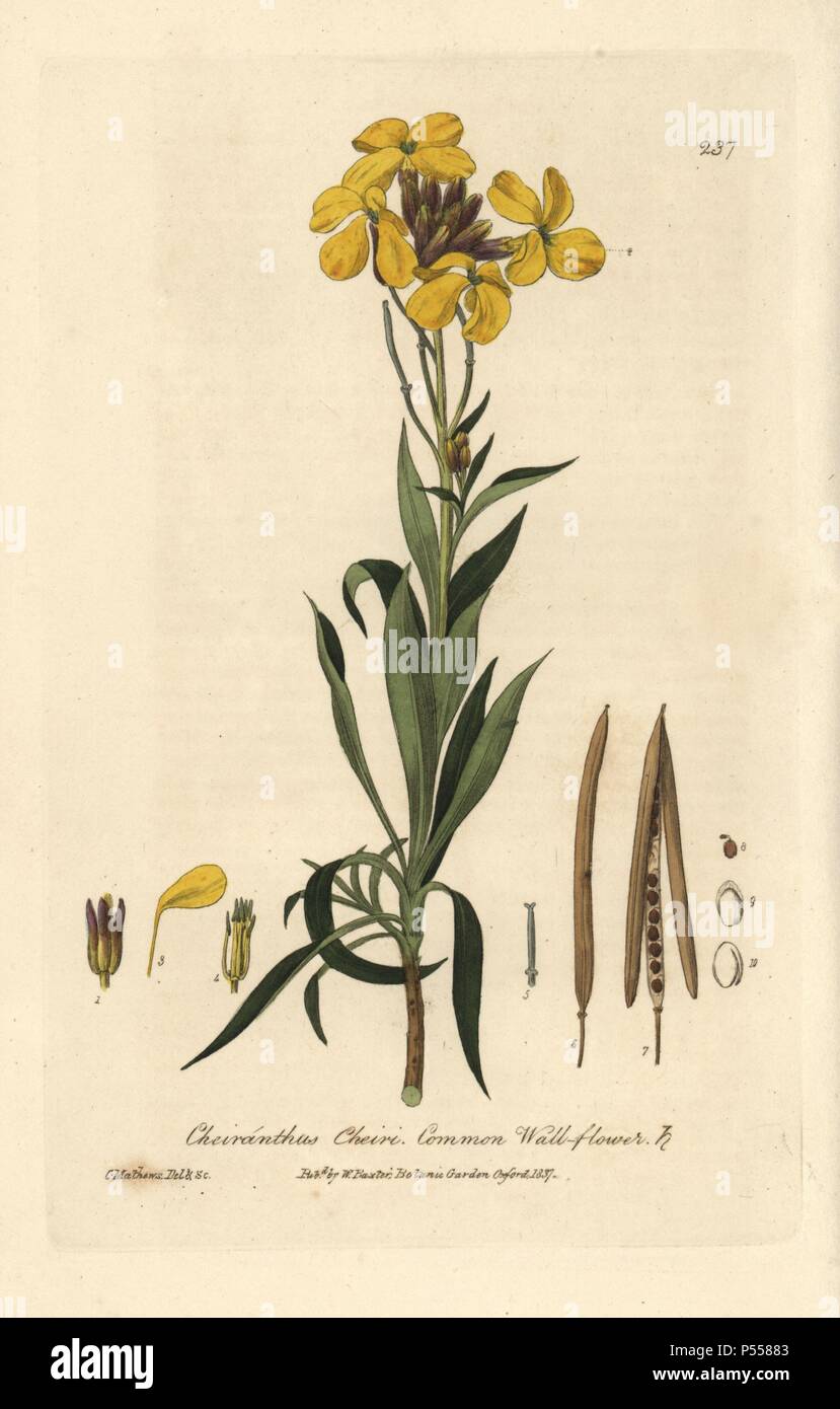 Common wallflower, Cheiranthus cheiri. Handcoloured copperplate drawn and engraved by Charles Mathews from William Baxter's 'British Phaenogamous Botany' 1837. Scotsman William Baxter (1788-1871) was the curator of the Oxford Botanic Garden from 1813 to 1854. Stock Photo