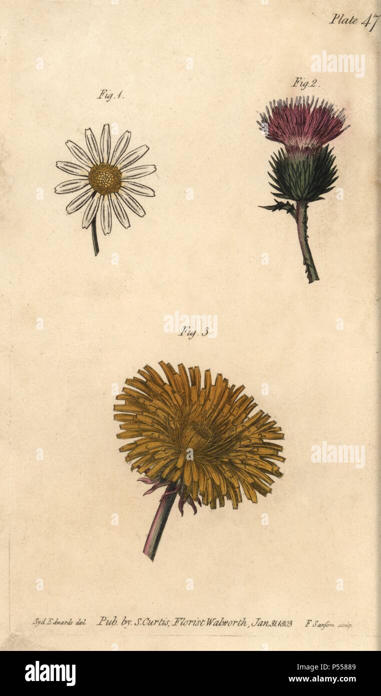 Compound flowers: daisy Bellis perennis, thistle Onopordum acanthium and dandelion Taraxacum. Handcoloured copperplate engraving of a botanical illustration by Sydenham Edwards for William Curtis's 'Lectures on Botany, as delivered in the Botanic Garden at Lambeth,' 1805. Edwards (1768-1819) was the artist of thousands of botanical plates for Curtis' 'Botanical Magazine' and his own 'Botanical Register.'. Stock Photo