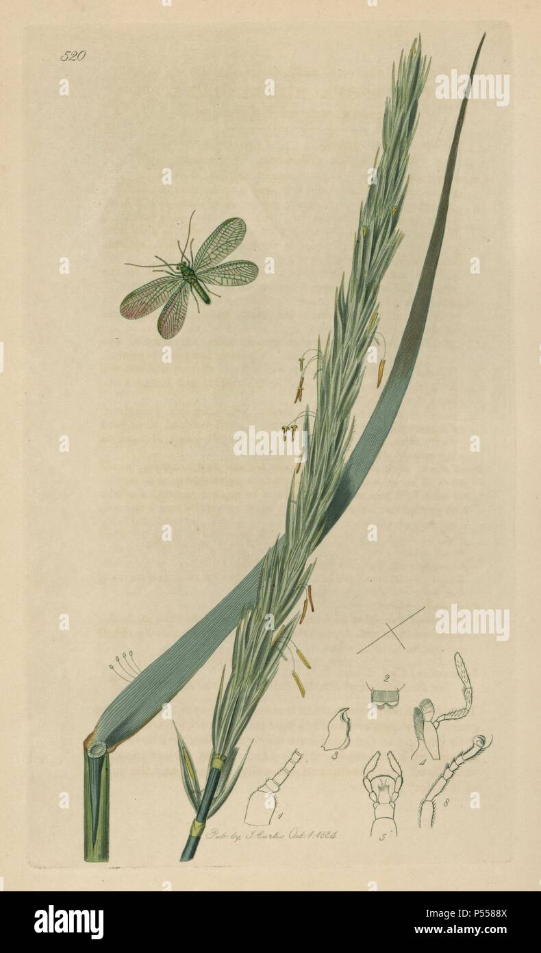 Chrysopa abbreviata, Short-winged Green Lacewing, Golden-eye moth, and upright sea lime grass, Elymus arenarius. Handcoloured copperplate drawn and engraved by John Curtis for his own 'British Entomology, being Illustrations and Descriptions of the Genera of Insects found in Great Britain and Ireland,' London, 1834. Curtis (1791 –1862) was an entomologist, illustrator, engraver and publisher. 'British Entomology' was published from 1824 to 1839, and comprised 770 illustrations of insects and the plants upon which they are found. Stock Photo