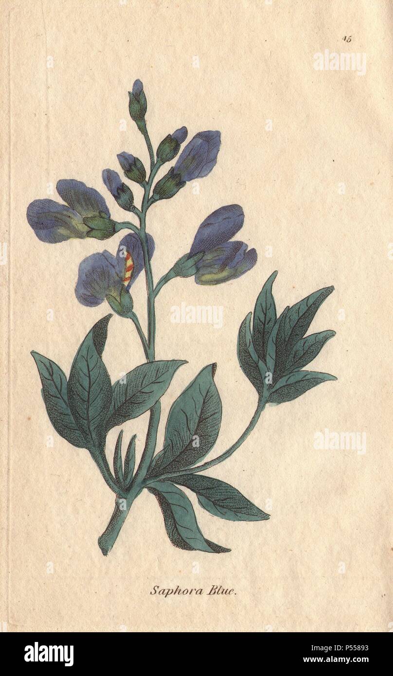 Blue sophora, Sophora australis, with pale blue flowers from Asia and America.. Illustration by Henrietta Moriarty from 'Fifty Plates of Greenhouse Plants' (1807), a re-issue of her own 'Viridarium' (1806), with handcoloured copperplate engravings. Moriarty was a colonel's widow who turned to writing novels and illustrating botanical books to support her four children. Stock Photo