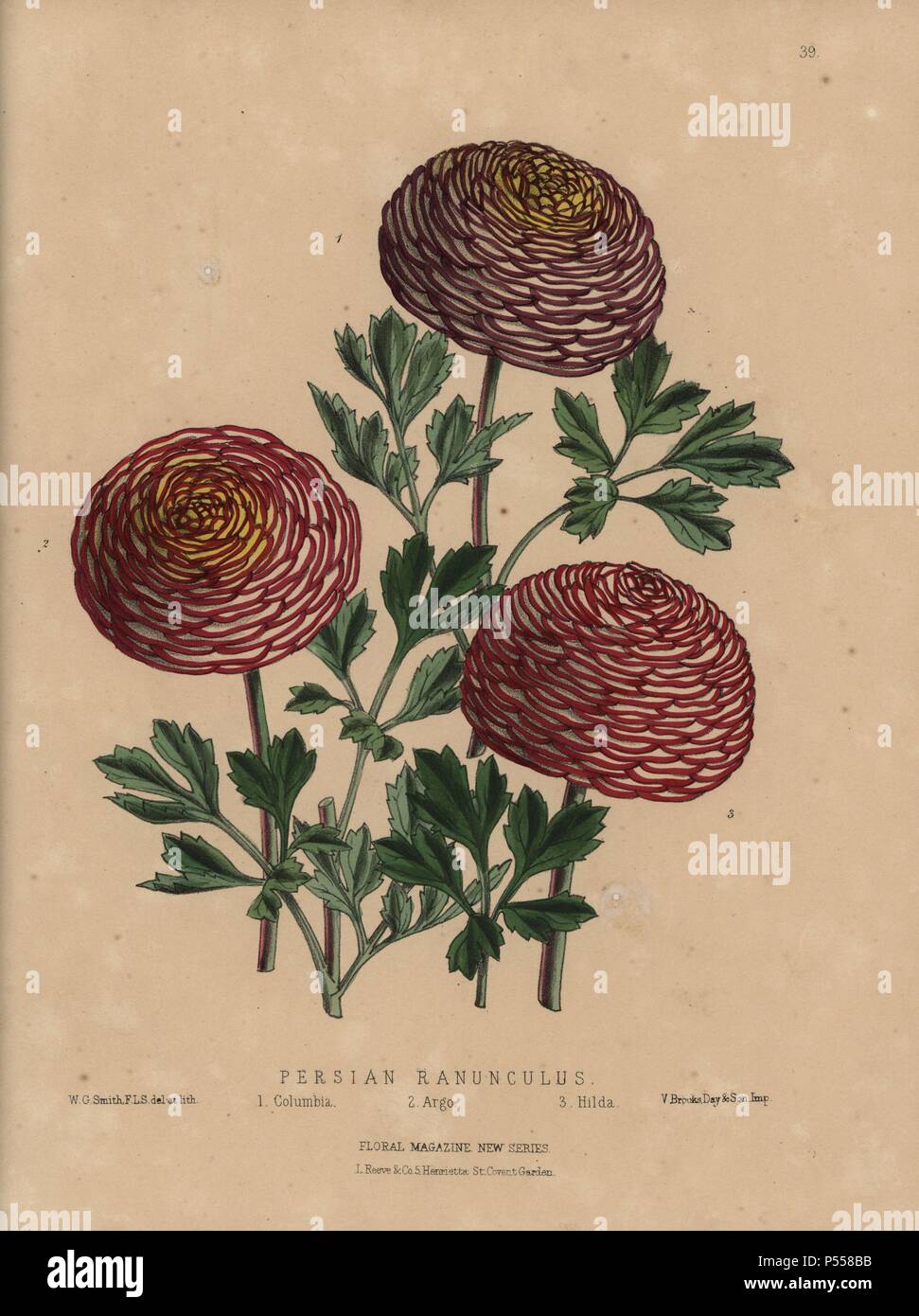 Persian ranunculus varieties. Crimson-edged white Columbus, scarlet ...