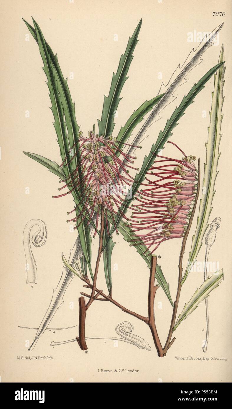 Grevillea aspleniifolia, pink evergreen plant native to New South Wales, Australia. Hand-coloured botanical illustration drawn by Matilda Smith and lithographed by J.N. Fitch from Joseph Dalton Hooker's 'Curtis's Botanical Magazine,' 1889, L. Reeve & Co. A second-cousin and pupil of Sir Joseph Dalton Hooker, Matilda Smith (1854-1926) was the main artist for the Botanical Magazine from 1887 until 1920 and contributed 2,300 illustrations. Stock Photo