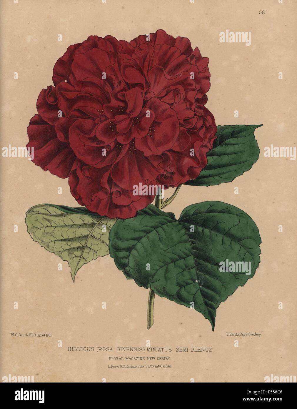 Crimson hibiscus variety. Hibiscus rosa sinensis miniatus semi-plenus. Handcolored botanical drawn and lithographed by W.G. Smith from H.H. Dombrain's 'Floral Magazine' 1872.. Worthington G. Smith (1835-1917), architect, engraver and mycologist. Smith also illustrated 'The Gardener's Chronicle.' Henry Honywood Dombrain (1818-1905), clergyman gardener, was editor of the 'Floral Magazine' from 1862 to 1873. Stock Photo