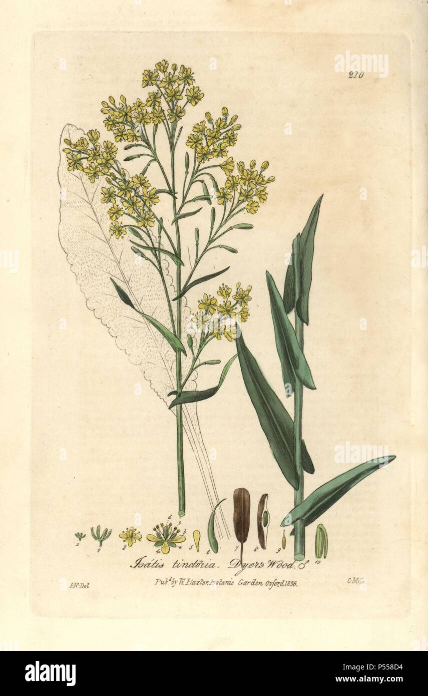 Dyer's wood or woad, Isatis tinctoria. Handcoloured copperplate engraving by Charles Mathews from a drawing by Isaac Russell from William Baxter's 'British Phaenogamous Botany' 1836. Scotsman William Baxter (1788-1871) was the curator of the Oxford Botanic Garden from 1813 to 1854. Stock Photo