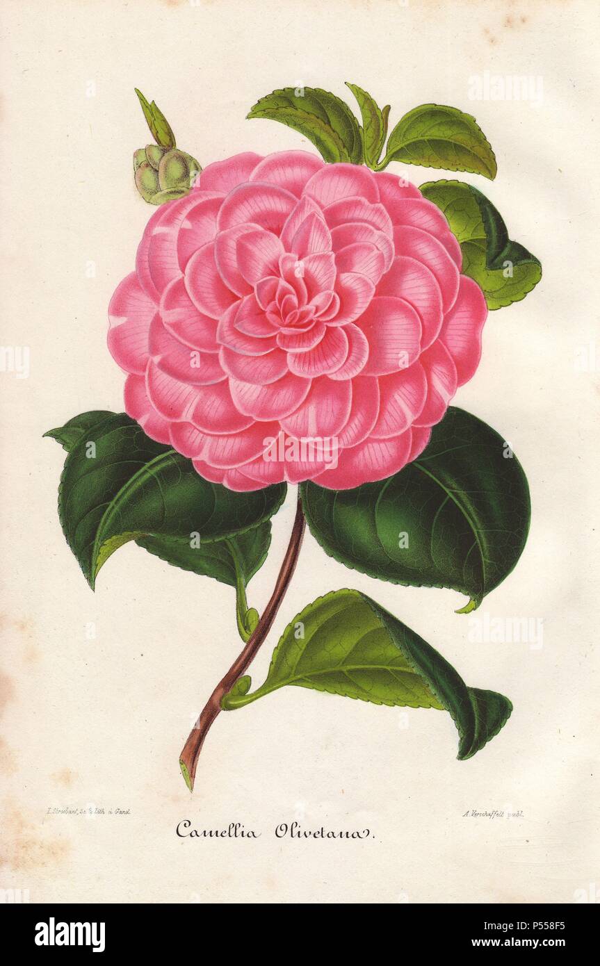 Pink camellia Olivetana. Camellia japonica, Thea japonica. Illustration drawn and lithographed by L. Stroobant of Ghent, from Jean Linden's 'L'Illustration Horticole' 1850s. Stock Photo