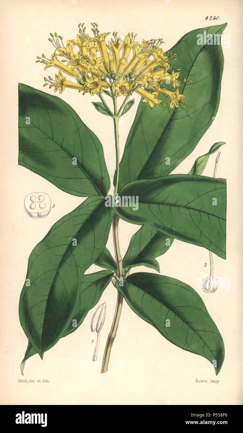 Large yellow-flowered aegiphila, Aegiphila grandiflora. Hand-coloured botanical illustration drawn and lithographed by Walter Hood Fitch for Sir William Jackson Hooker's 'Curtis's Botanical Magazine,' London, Reeve Brothers, 1846. Fitch (18171892) was a tireless Scottish artist who drew over 2,700 lithographs for the 'Botanical Magazine' starting from 1834. Stock Photo