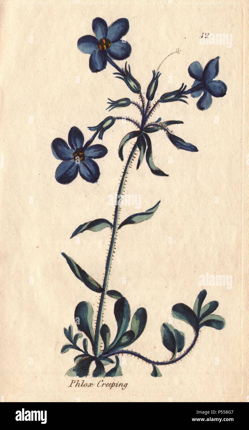 Creeping phlox, Phlox stolonifera, with vivid blue flowers.. Illustration by Henrietta Moriarty from 'Fifty Plates of Greenhouse Plants' (1807), a re-issue of her own 'Viridarium' (1806), with handcoloured copperplate engravings. Moriarty was a colonel's widow who turned to writing novels and illustrating botanical books to support her four children. Stock Photo