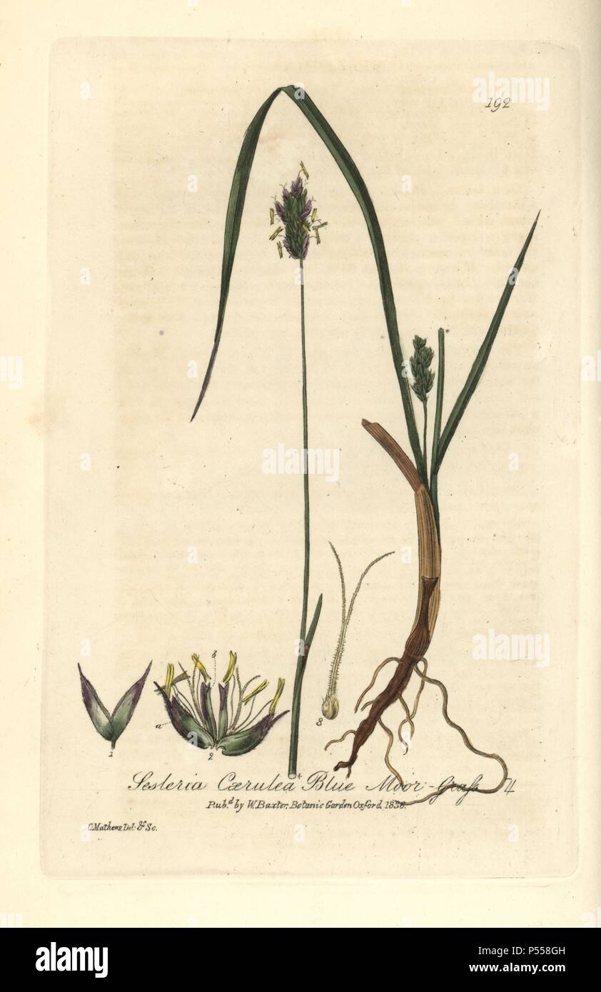 Blue moor grass, Sesleria caerulea. Handcoloured copperplate drawn and engraved by Charles Mathews from William Baxter's 'British Phaenogamous Botany' 1836. Scotsman William Baxter (1788-1871) was the curator of the Oxford Botanic Garden from 1813 to 1854. Stock Photo