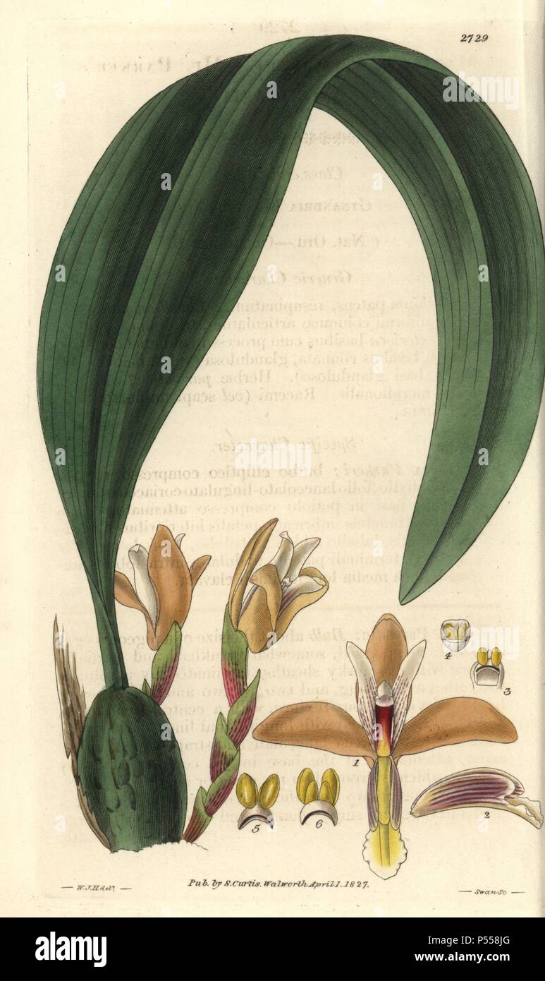 Maxillaria parkeri. Mr. Parker's maxillaria orchid with yellow buff flowers from Demerara.. . Illustration by WJ Hooker, engraved by Swan. Handcolored copperplate engraving from William Curtis's 'The Botanical Magazine' 1827.. . William Jackson Hooker (1785-1865) was an English botanist, writer and artist. He was Regius Professor of Botany at Glasgow University, and editor of Curtis' 'Botanical Magazine' from 1827 to 1865. In 1841, he was appointed director of the Royal Botanic Gardens at Kew, and was succeeded by his son Joseph Dalton. Hooker documented the fern and orchid crazes that shook E Stock Photo