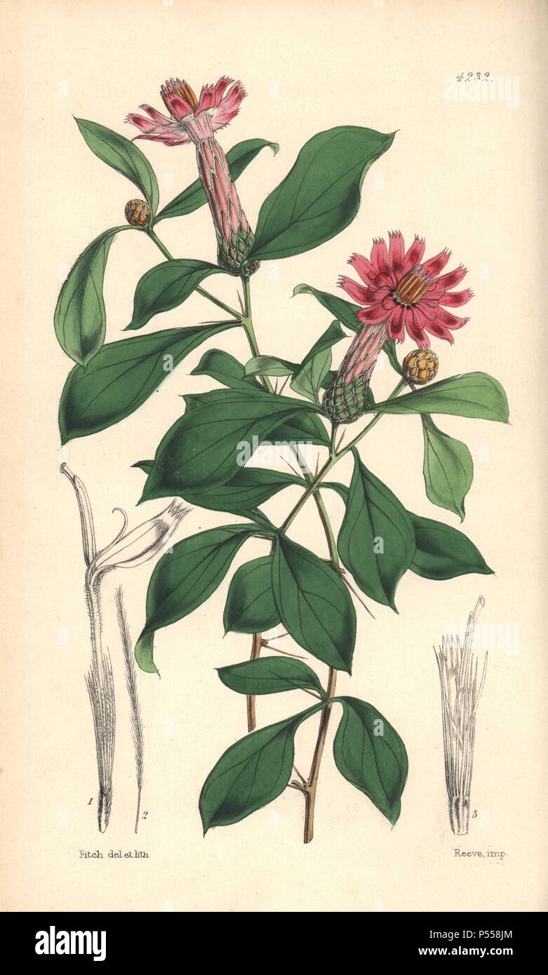 Rose-coloured barnadesia, Barnadesia rosea. Hand-coloured botanical illustration drawn and lithographed by Walter Hood Fitch for Sir William Jackson Hooker's 'Curtis's Botanical Magazine,' London, Reeve Brothers, 1846. Fitch (18171892) was a tireless Scottish artist who drew over 2,700 lithographs for the 'Botanical Magazine' starting from 1834. Stock Photo