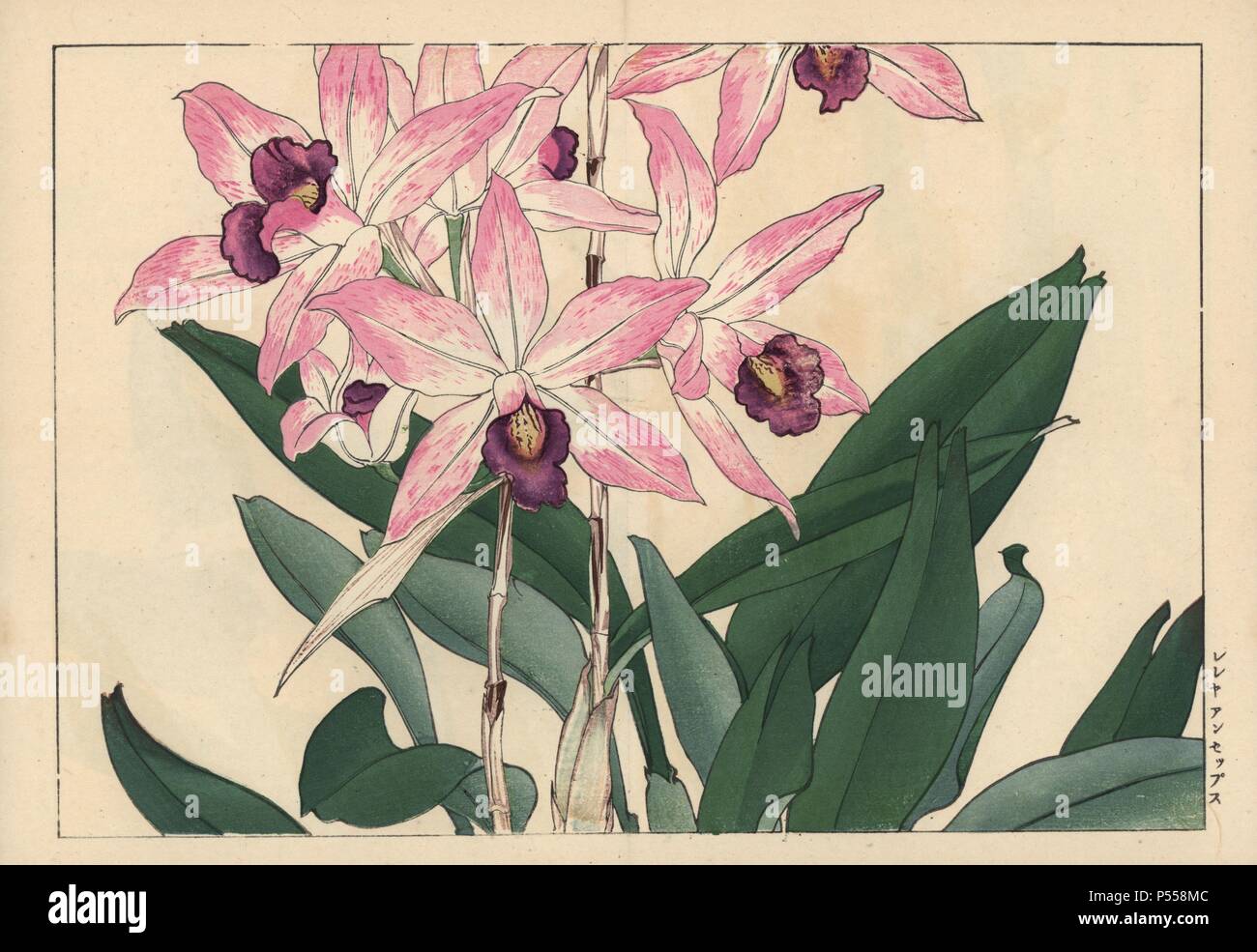 Laelia anceps orchid. Handcoloured woodblock print from Konan Tanigami's 'Seiyou Sokazufu' (Pictorial Album of Western Plants and Flowers: Autumn Winter), Unsodo, Kyoto, 1917. Tanigami (1879-1928) depicted 125 varieties of garden plants through the four seasons. Stock Photo