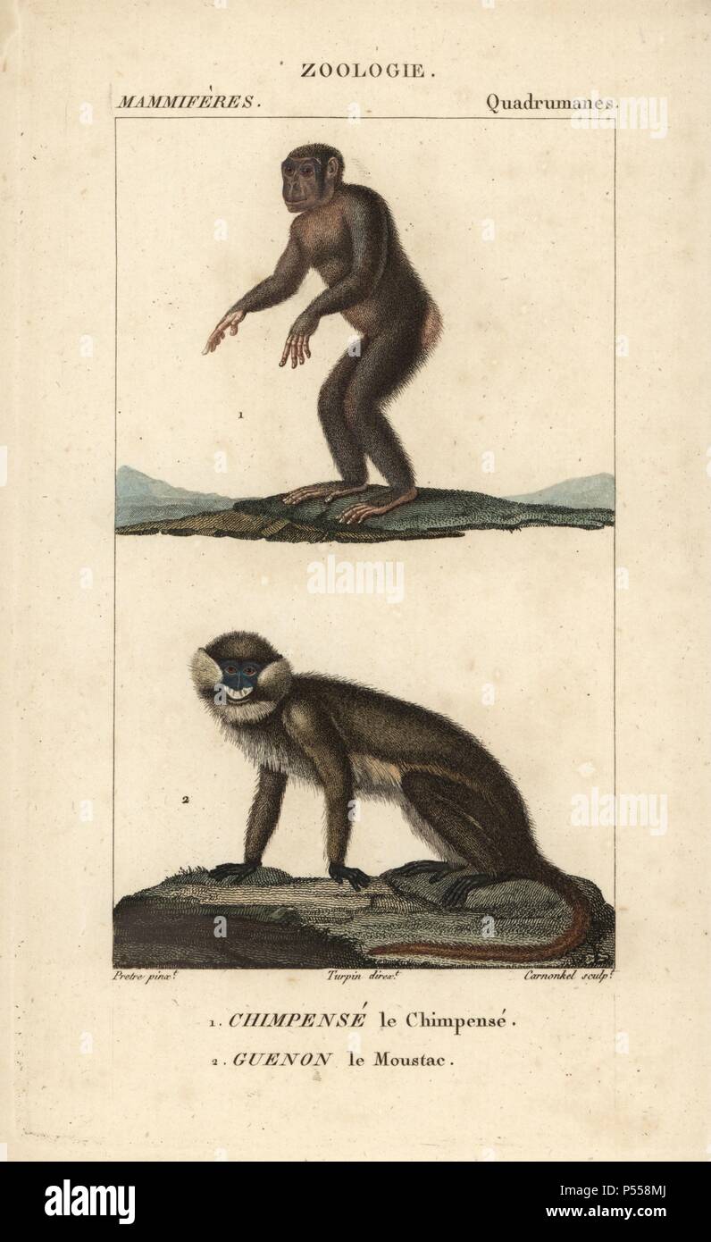 Common chimpanzee, Pan troglodytes (endangered), and moustached guenon monkey, Cercopithecus cephus. Handcoloured copperplate stipple engraving from Frederic Cuvier's 'Dictionary of Natural Science: Mammals,' Paris, France, 1816. Illustration by J. G. Pretre, engraved by Carnonkel, directed by Pierre Jean-Francois Turpin, and published by F.G. Levrault. Jean Gabriel Pretre (17801845) was painter of natural history at Empress Josephine's zoo and later became artist to the Museum of Natural History. Turpin (1775-1840) is considered one of the greatest French botanical illustrators of the 19th c Stock Photo