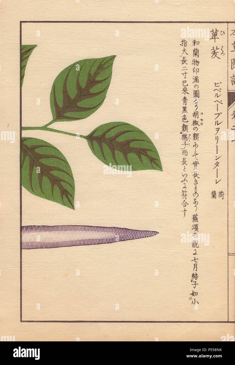 Purple seed and leaves of the long pepper, Piper longum, hihatsu.. Colour-printed woodblock engraving by Kan'en Iwasaki from 'Honzo Zufu,' an Illustrated Guide to Medicinal Plants, 1884. Iwasaki (1786-1842) was a Japanese botanist, entomologist and zoologist. He was one of the first Japanese botanists to incorporate western knowledge into his studies. Stock Photo