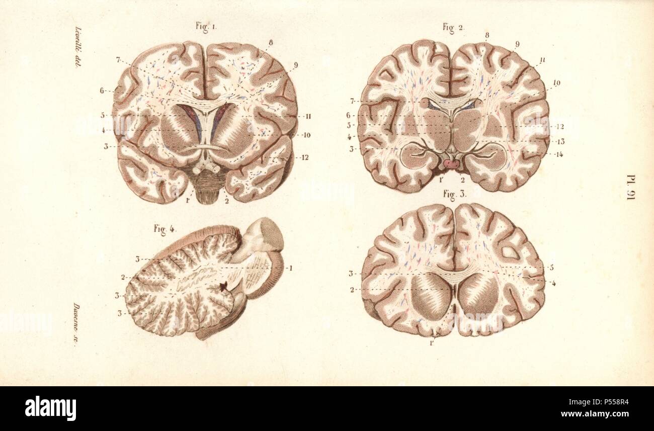 Sections through the brain. Handcolored steel engraving by Davesne of a drawing by Leveille from Dr. Joseph Nicolas Masse's 'Petit Atlas complet d'Anatomie descriptive du Corps Humain,' Paris, 1864, published by Mequignon-Marvis. Masse's 'Pocket Anatomy of the Human Body' was first published in 1848 and went through many editions. Stock Photo