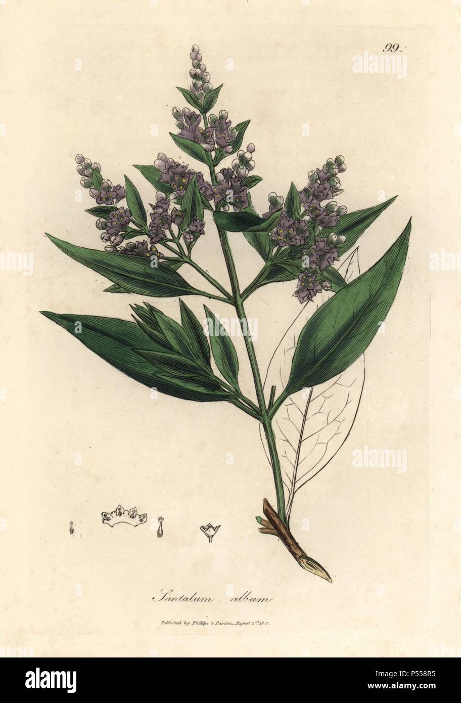 Indian sandalwood, Santalum album. Vulnerable. Handcoloured copperplate engraving from a botanical illustration by James Sowerby from William Woodville and Sir William Jackson Hooker's 'Medical Botany,' John Bohn, London, 1832. The tireless Sowerby (1757-1822) drew over 2, 500 plants for Smith's mammoth 'English Botany' (1790-1814) and 440 mushrooms for 'Coloured Figures of English Fungi ' (1797) among many other works. Stock Photo
