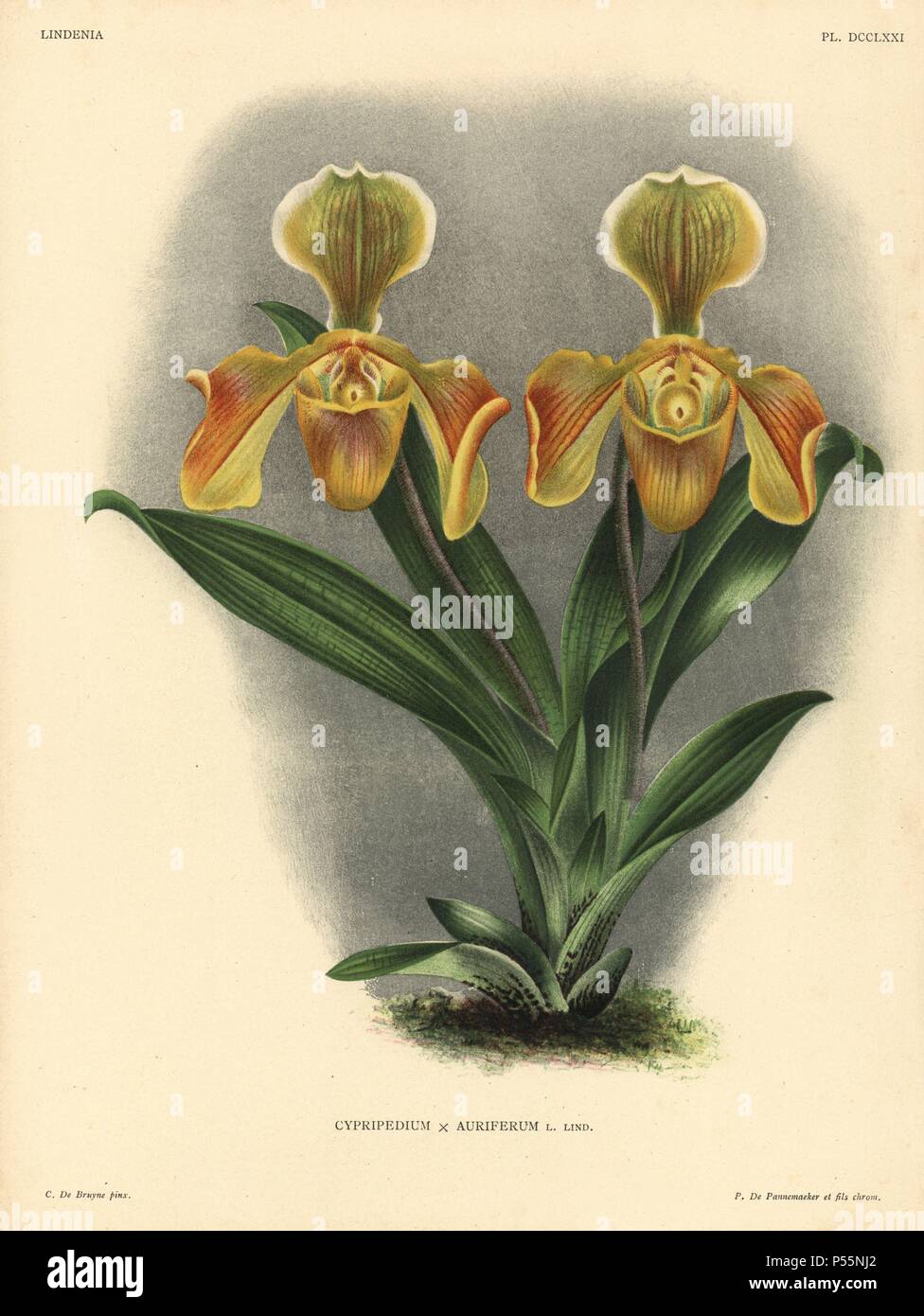 Cypripedium x Auriferum L. Lind. hybrid orchid. Illustration drawn by C. de Bruyne and chromolithographed by P. de Pannemaeker et fils from Lucien Linden's 'Lindenia, Iconographie des Orchidees,' Brussels, 1902. Stock Photo