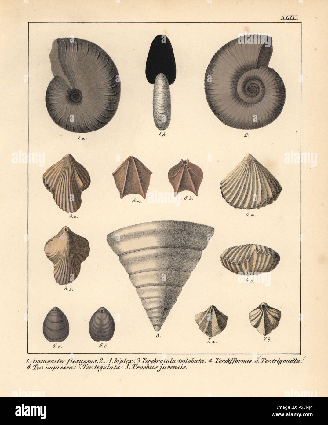 Ammonites flexuosus, A. biplex, Terebratula trilobata, T. difformis, T. trigonella, T. impressa, T. tegulata and Trochus jurensis. Handcoloured lithograph by an unknown artist from Dr. F.A. Schmidt's 'Petrefactenbuch,' published in Stuttgart, Germany, 1855 by Verlag von Krais & Hoffmann. Dr. Schmidt's 'Book of Petrification' introduced fossils and palaeontology to both the specialist and general reader. Stock Photo