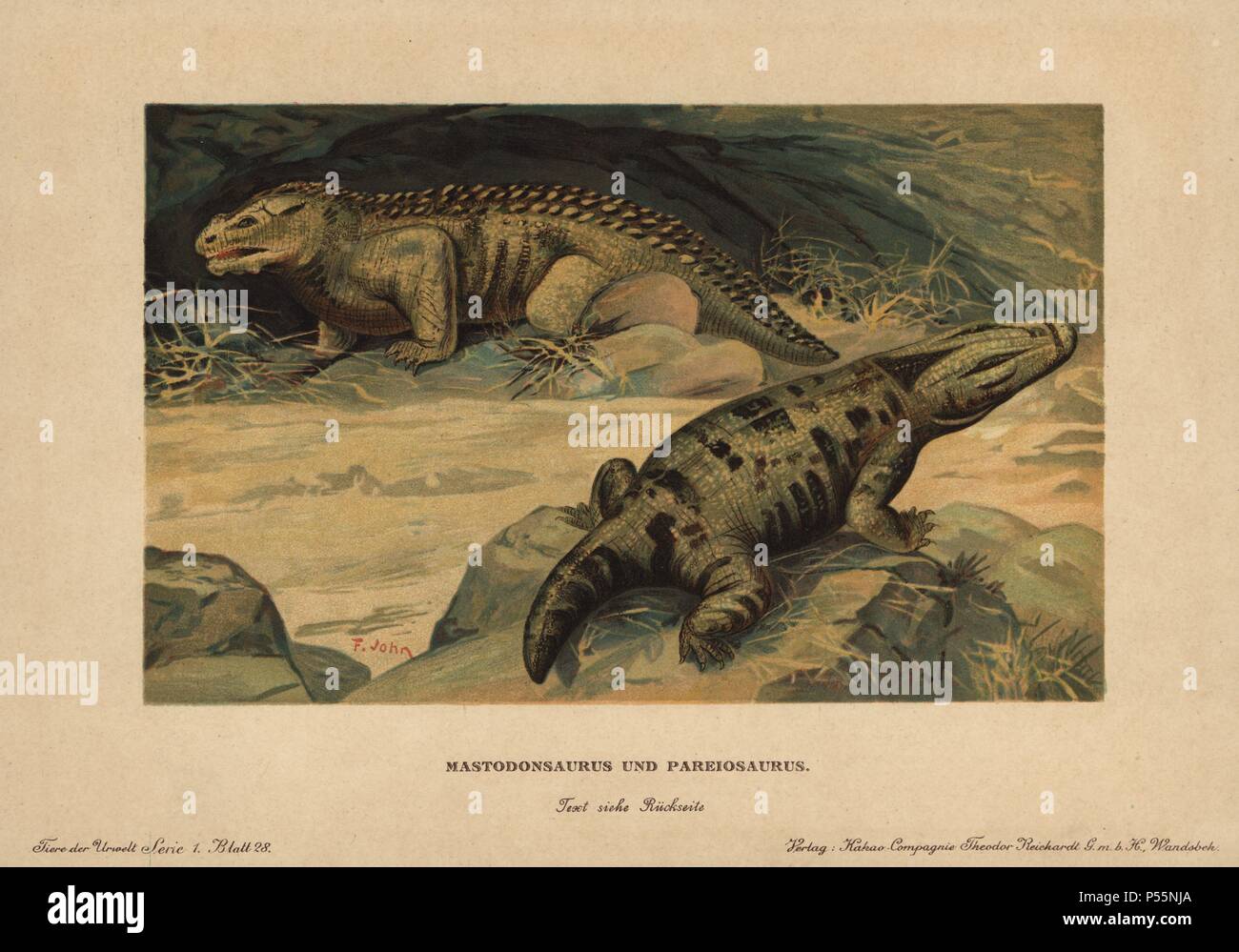 Mastodonsaurus, extinct genus of giant large-headed temnospondyl amphibians of the Triassic, and Pareiasaurus, extinct genus of anapsid reptile from the Permian. Colour printed (chromolithograph) illustration by F. John from 'Tiere der Urwelt' Animals of the Prehistoric World, 1910, Hamburg. From a series of prehistoric creature cards published by the Reichardt Cocoa company. Stock Photo